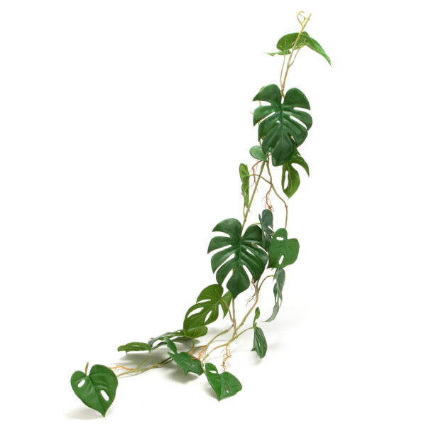 plante verte fausse plante tige feuille philo philodendron monstera